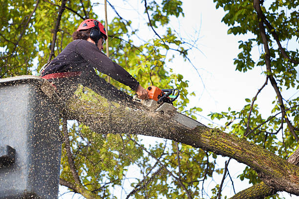 The Steps Involved in Our Tree Care Process in Silver Springs Shores, FL